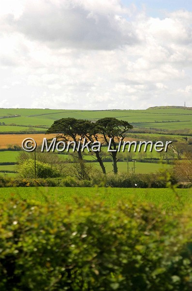 8271__drei baeume.jpg